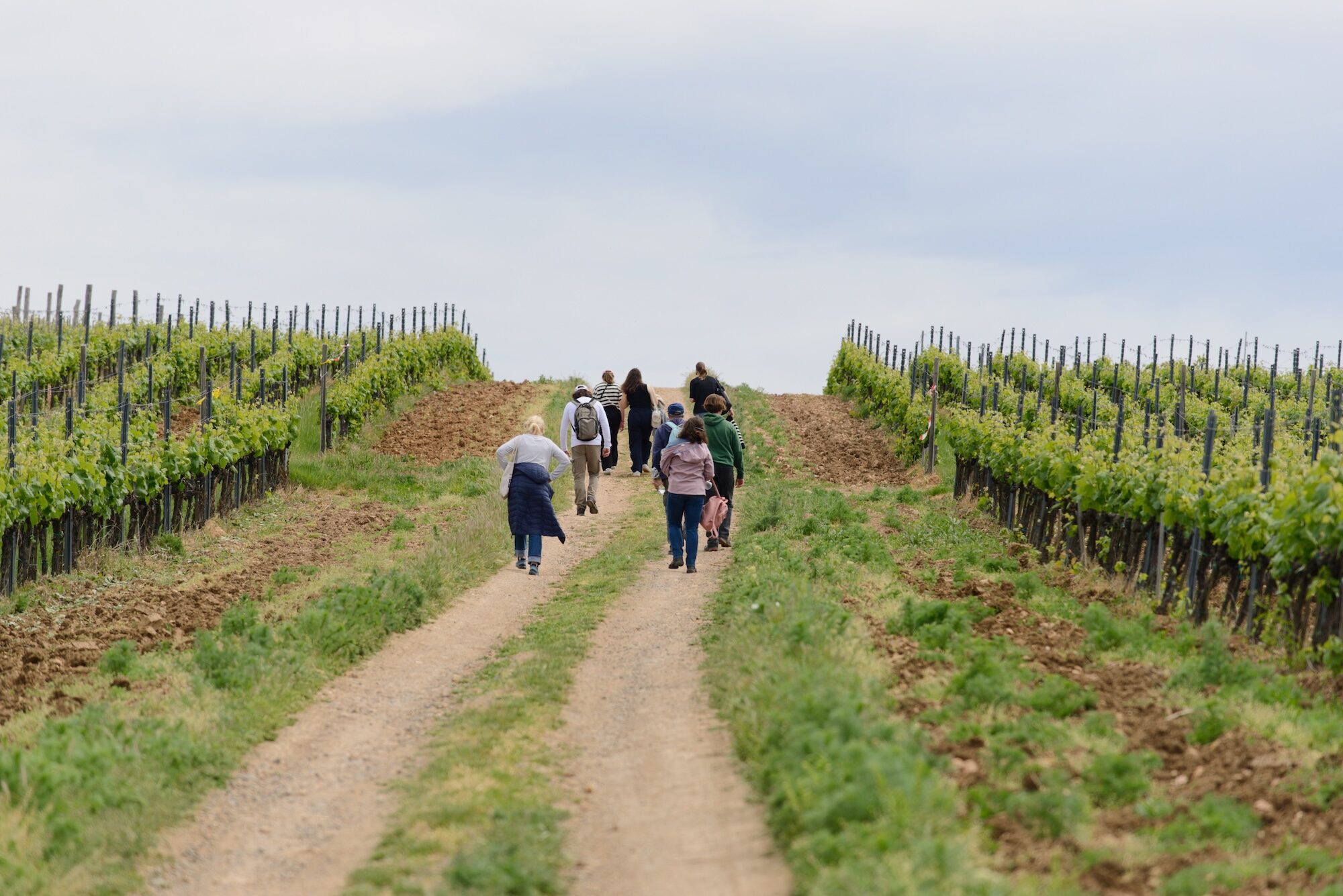 A Mád Wine Challenge 12km-es teljesítménytúrája, amely a Szent-Tamás, Szilvás Fürdő, Suba, Kőbánya, Kővágó és Betsek dűlőket érinti