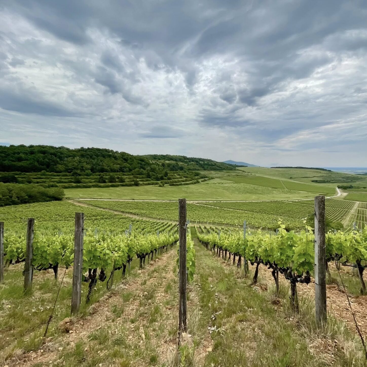 Mád Wine Challenge 15 km-es dűlőtúrája